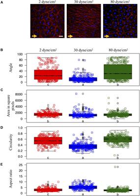 Effects of Low and High Aneurysmal Wall Shear Stress on Endothelial Cell Behavior: Differences and Similarities